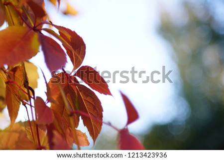 Autumn colored yellow red leaves with blur bokeh background. Free white place for text. Sunny glowing useful wallpaper.