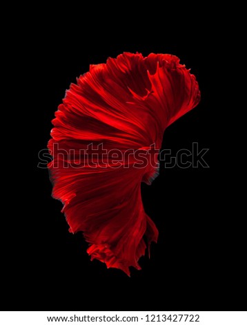 Siamese fighting fish,Betta splendens,on black background with clipping path,Red Rosetail Halfmoon Betta