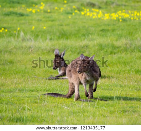 Two contented furry Western Grey kangaroos macropus fuliginosus grazing in the green grassy field near Australind ,Western Australia on a cloudy afternoon in spring  are a popular Australian icon.