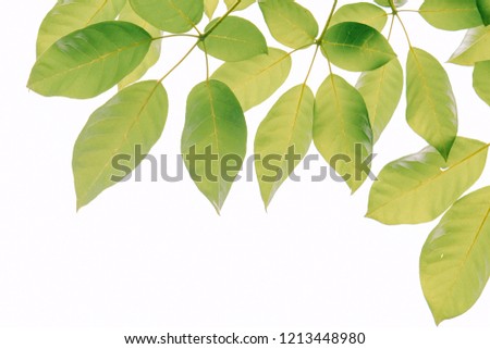 Real green leaf on the tree with white background with pattern and wallpaper style for spring summer concept.