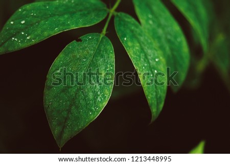 Green leaves. Nature background.Tropical Plant,environment,photo concept nature and plant.