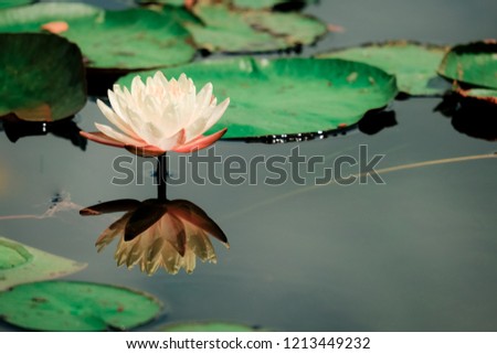 Beautiful lotus flower or water lily on the water after rain in garden with reflection on surface water . Lotus is the traditions of Hinduism and Buddhism.