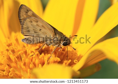 Close-up of a moth butterfly feeding on a sunflower.
