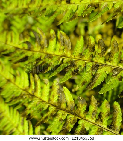 Natural fern texture in yellow color