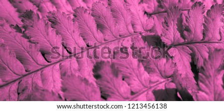 Beautiful view of fern plant in pink color