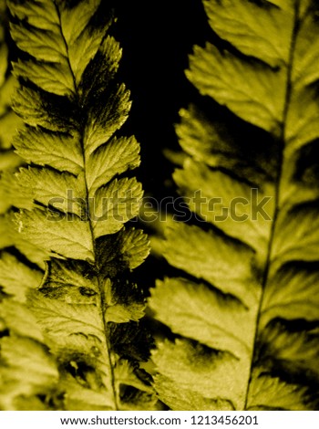 Golden leaves of fern in the night