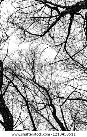 tree branches silhouette on white background