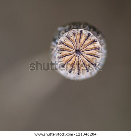 A macro shot of a poppy seed pod.