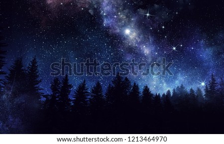 Night forest scene