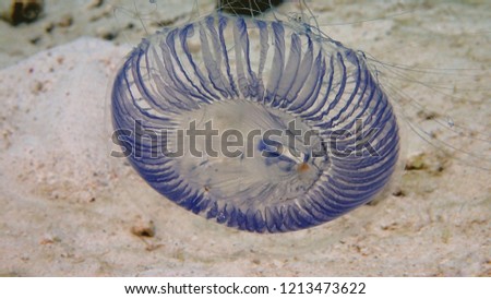 Closeup and macro shot of dangerous box jellyfish while diving in Tunku Abdul Rahman Park, Kota Kinabalu, Sabah. Malaysia, Borneo.