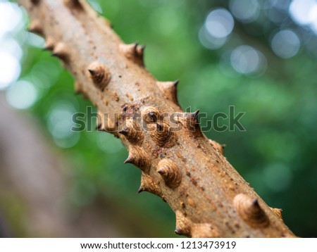 Close-up tree thorny branch in the rainforest on green nature background. Bombax ceiba tree.