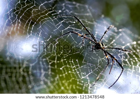 A spider with long legs on the web waiting for food
