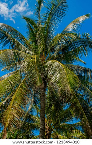 Uprisen angle view of coconut leaves with fresh color of blue sky background of the beach