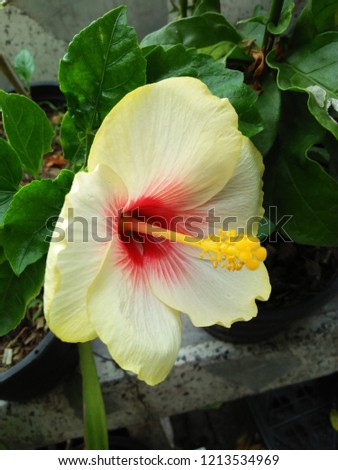 This is the Chinese rose flower.It has light yellow color and red color in the middle.
