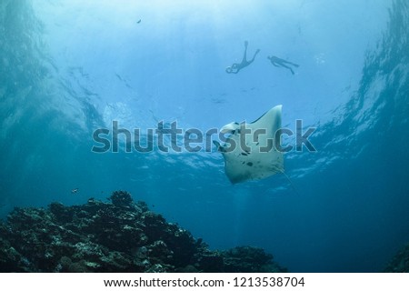 Snorkeler Swimming with Large Manta Ray Gliding over Cleaning 
Station in Ishigaki, Okinawa Japan Royalty-Free Stock Photo #1213538704