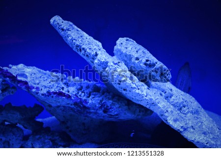 underwater rocks in aquarium