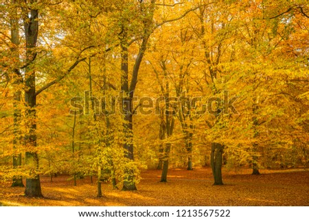 Yellow trees on a sunny autumn day