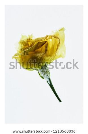 Frozen yellow rose - the beauty of large aperture - fine art photography