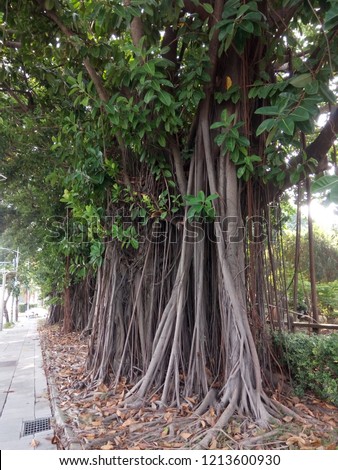 Background of the adventitious aerial root system of a ficus or fig tree Royalty-Free Stock Photo #1213600930