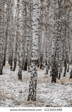 winter first snow birch forest landscape