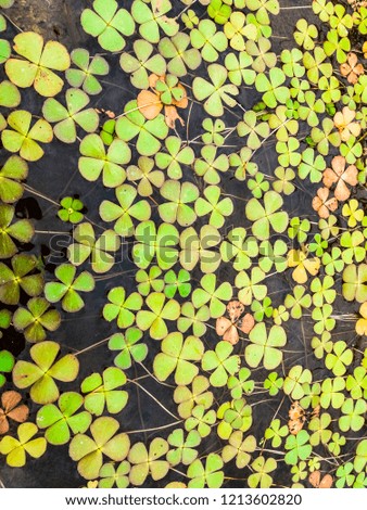 The Water clover plant pattern