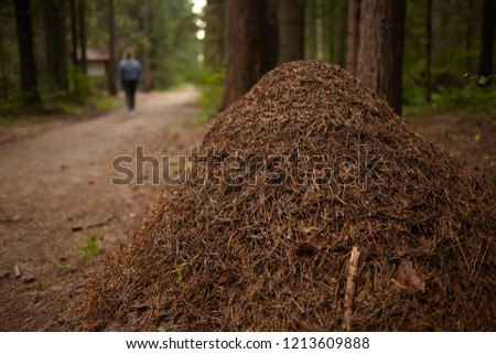 Horizontal picture of large gigantic anthill in coniferous forest. Close up view of nest built by ants or termites in autumn woods with unrecognizable human having walk along path in background
