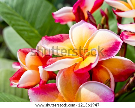 Bunch of colorful fragrant frangipani or plumeria tropical flowers