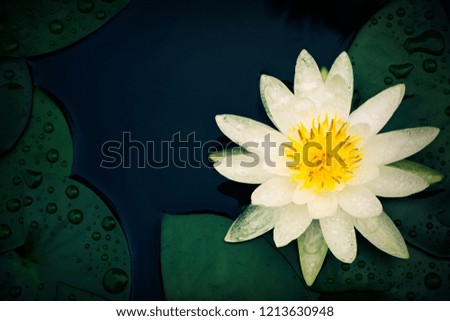 Beautiful white lotus with water droplets on the petals blooming in the pond.