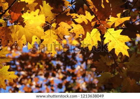 Colorful scenic and sunlit leaves of an American red oak tree in autumn. The fall leaves shine yellow and orange on blurry background on a sunny day with blue sky. Quercus rubra, syn. Quercus borealis