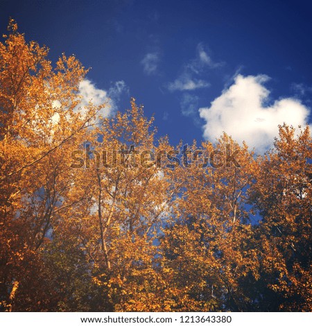toned picture with soft contrast, trees with yellow autumn leaves and blue sky