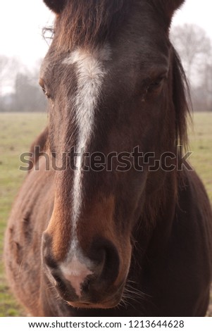 Portrait of a brown horse. Front view. Blaze with a fleshmark in the snip area touching the nostril. Vertical format, blurred background