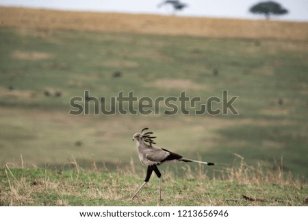 Secretary bird in Masai mara, Kenya