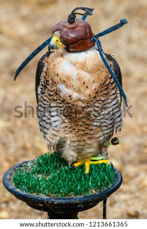 Peregrine falcon with hood. Falco peregrinus.