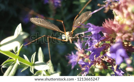 Insect on flower's