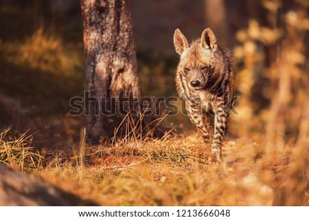 Striped hyena (Hyaena hyaena) with broad head and dark eyes