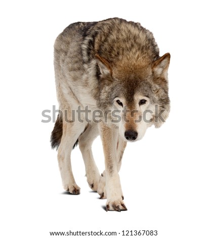 wolf (Canis lupus). Isolated over white background with shade