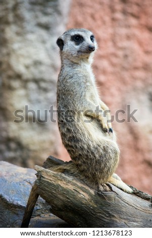 Suricata sits on his hind legs and watches the surroundings