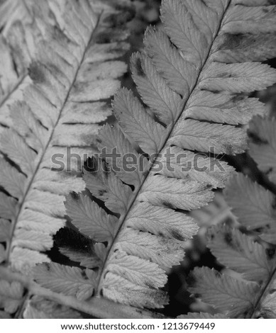 Natural fern texture in black and white