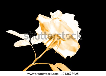 Roses are made in sepia style with black background.