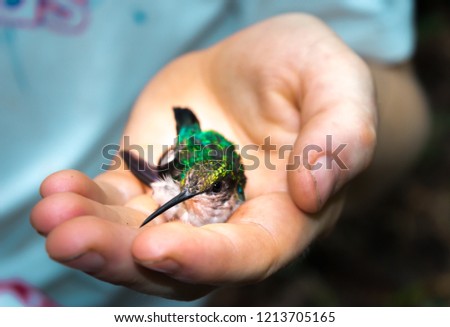 Small metallic green white-bellied hummingbird (amazilia chionogaster), lying in the palm of a person's hand, Amazon Jungle, Madre de Dios, Puerto Maldonado, Peru