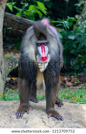 Male Mandrill isolated