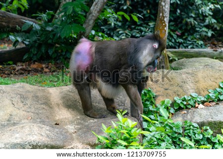 Male Mandrill isolated