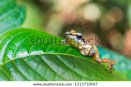 Small yellow, black and blue tree frog, lying on a green leaf, Amazon Jungle, Madre de Dios, Puerto Maldonado, Peru