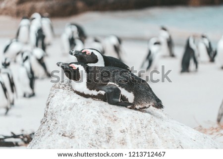 African Penguins at Boulders Beach near Simon's Town, Cape Town, South Africa