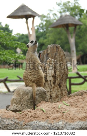 The meerkat or suricate (Suricata suricatta) is a small carnivoran belonging to the mongoose family (Herpestidae). 