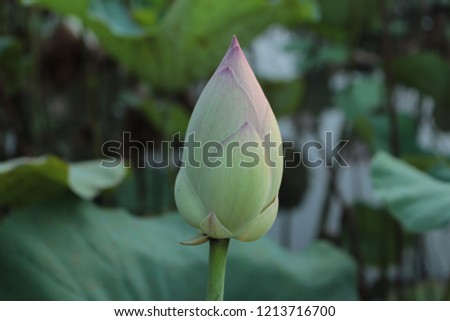 A huge lotus flower is blooming amidst the lake, known as worshipping flower, normally taken to worship the Buddha or monks by buddhists,  its shapes and colors enhance the feeling of peace and calm