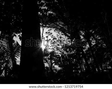 Sun  in the forest silhouette,back lit