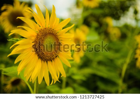 Yellow sunflower on the field of blooming sunflower