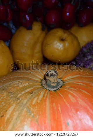 Autumn harvest in various composition. Orange pumpkin, yellow quince, dog-rose fruits, autumn leaves and flowers.