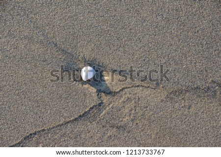 Small snail, shell on the coast with sea sand background. Pictures use for advertising, idea, design, abstract...